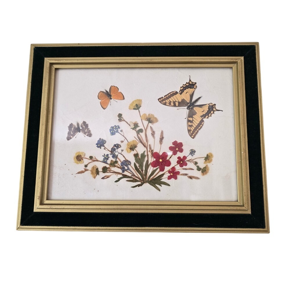 Vintage Framed Pressed Flower Butterfly Art Gold Black Velvet Border Wall‎ Decor